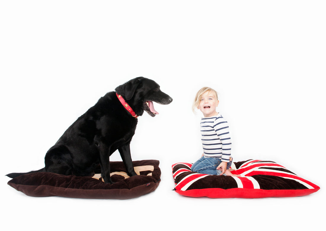 All About Our Dog Beds