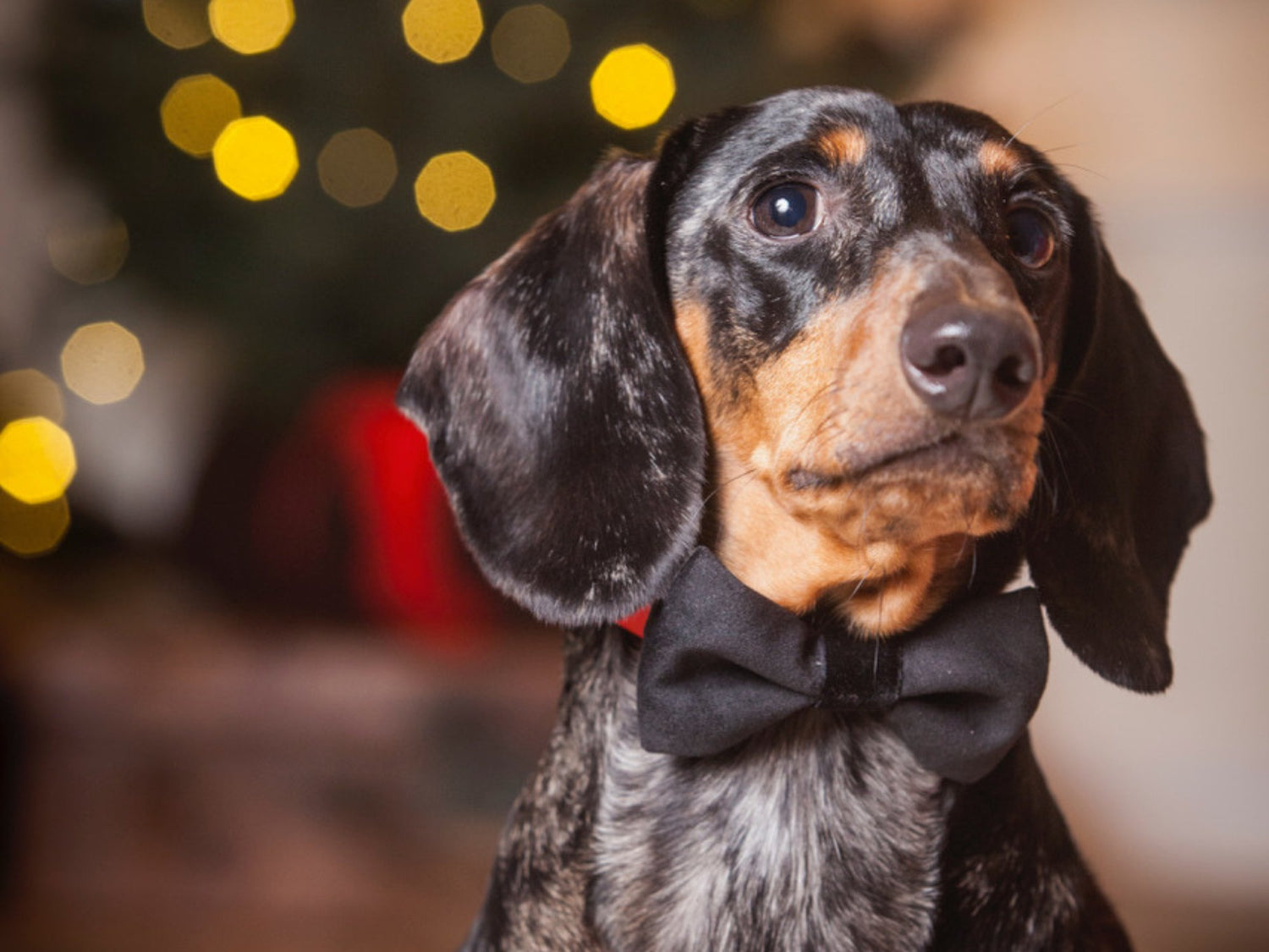 Dog Bow Tie Black Velvet