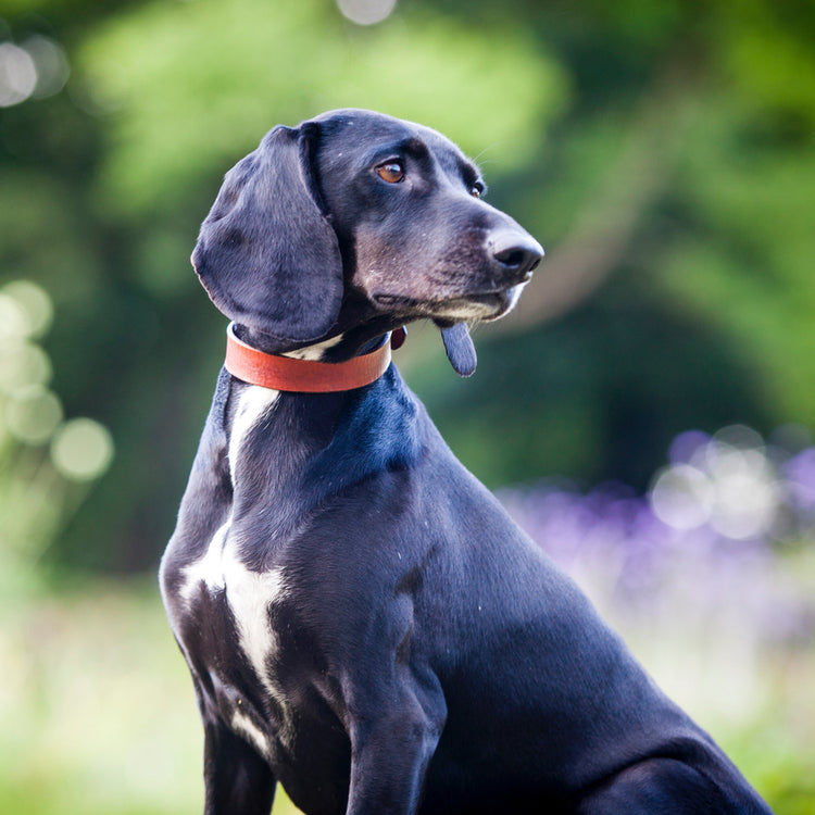 Plain Leather Dog Collars & Leads