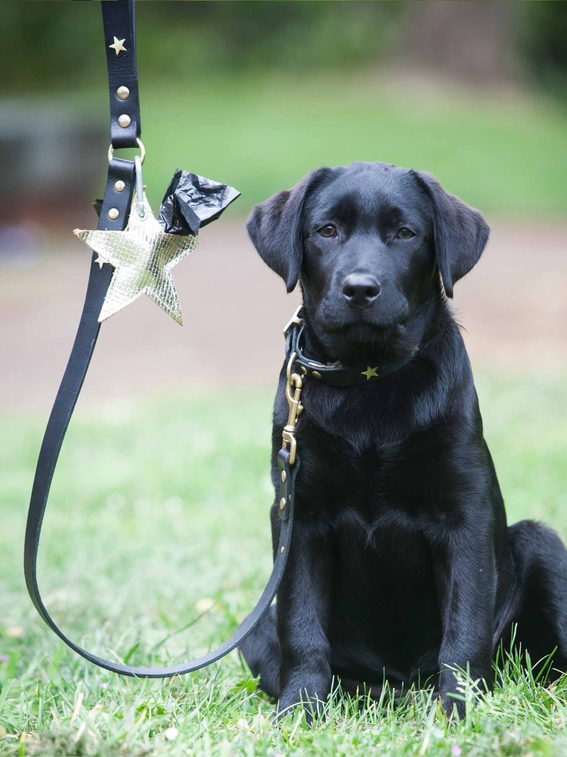 Walkies Essentials