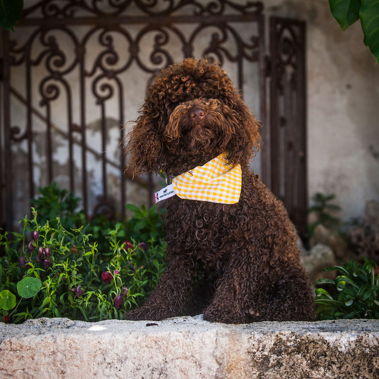 Slip on Dog Bandanas