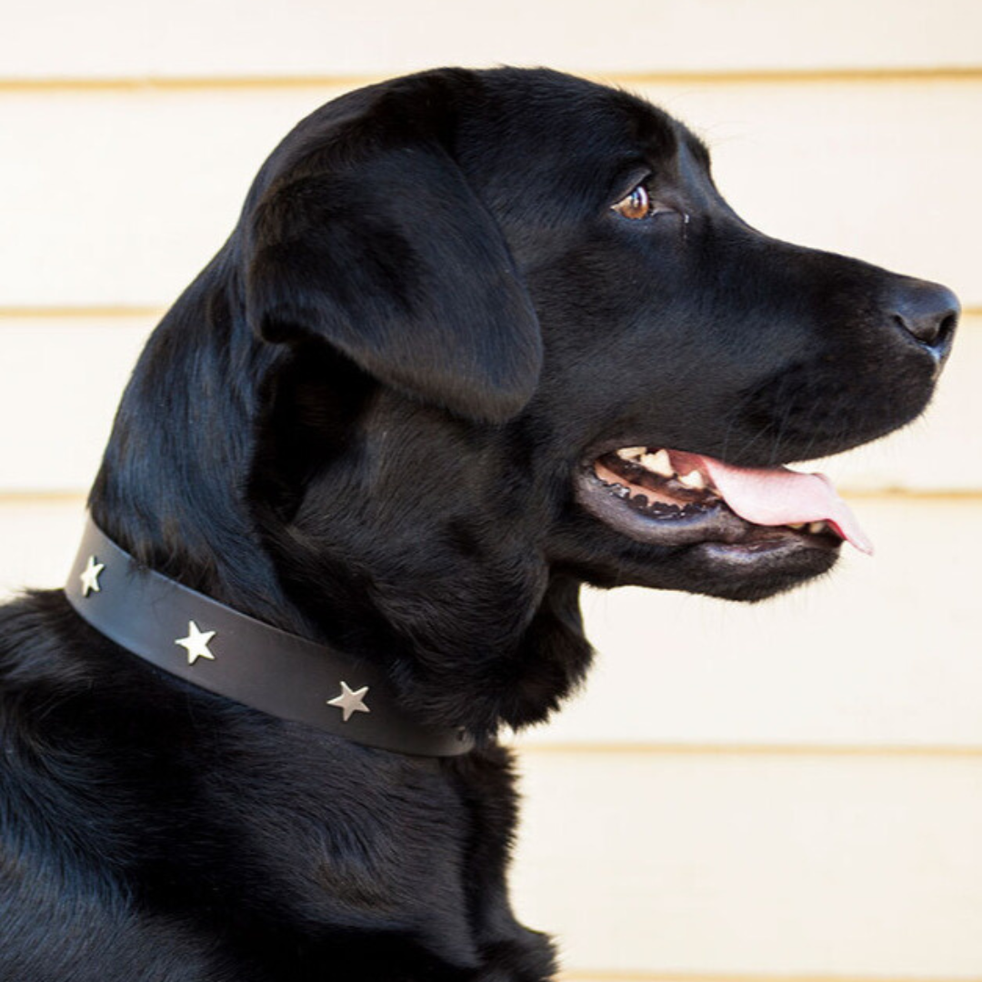 studded leather dog collar, black leather, star studs, Creature Clothes