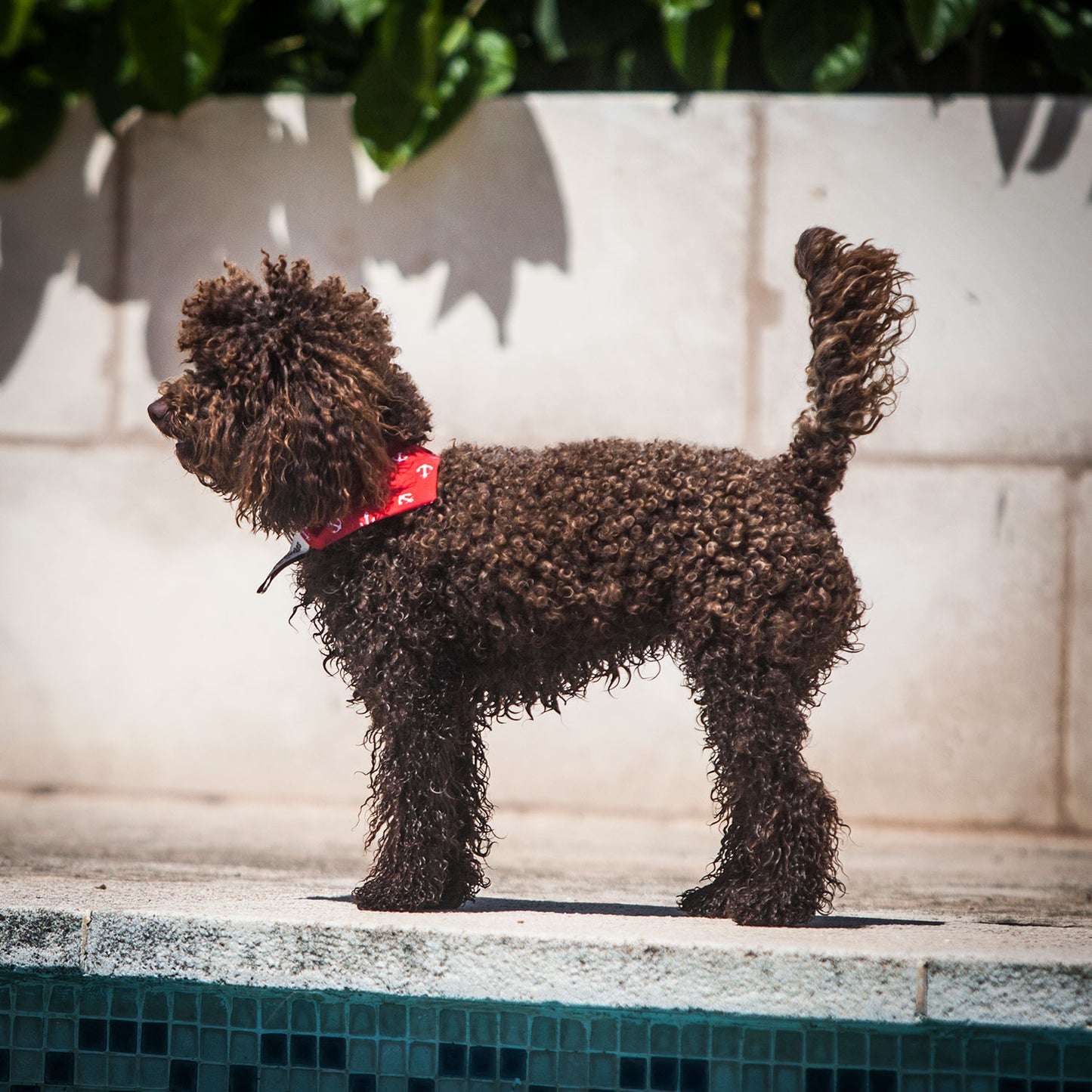 Slip on Dog Bandana in Anchor - Red