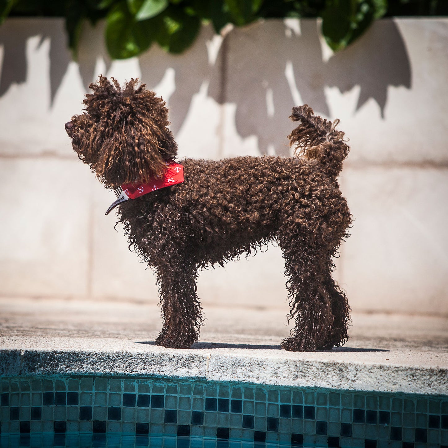 Slip on Dog Bandana in Anchor - Red