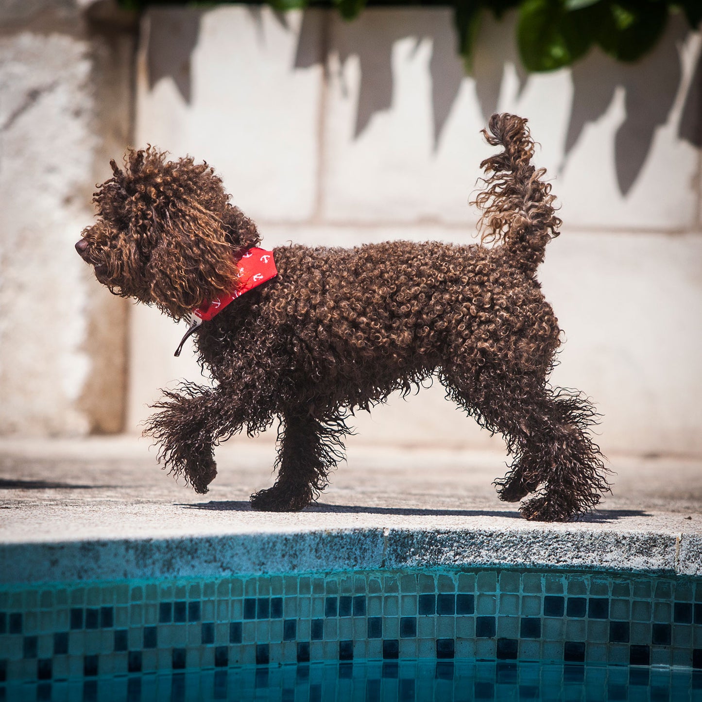 Slip on Dog Bandana in Anchor - Red