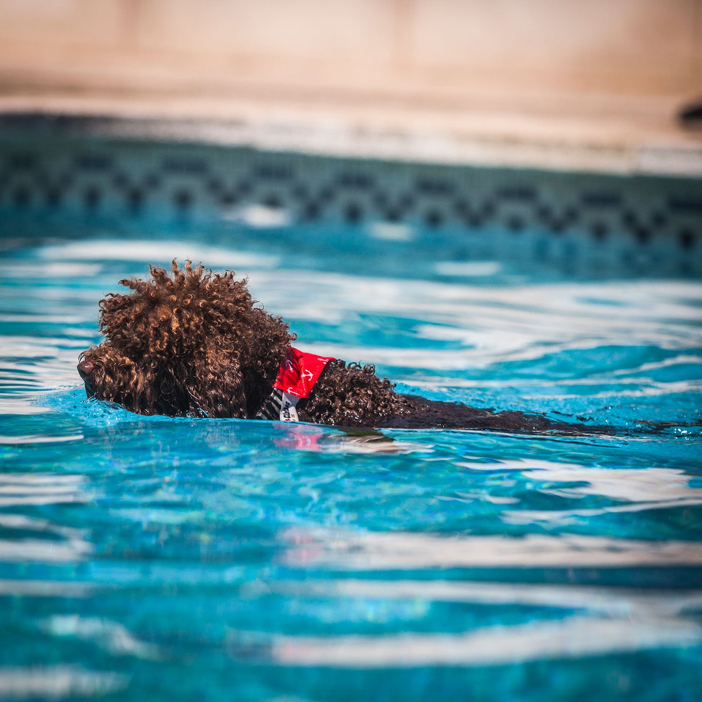 Slip on Dog Bandana in Anchor - Red