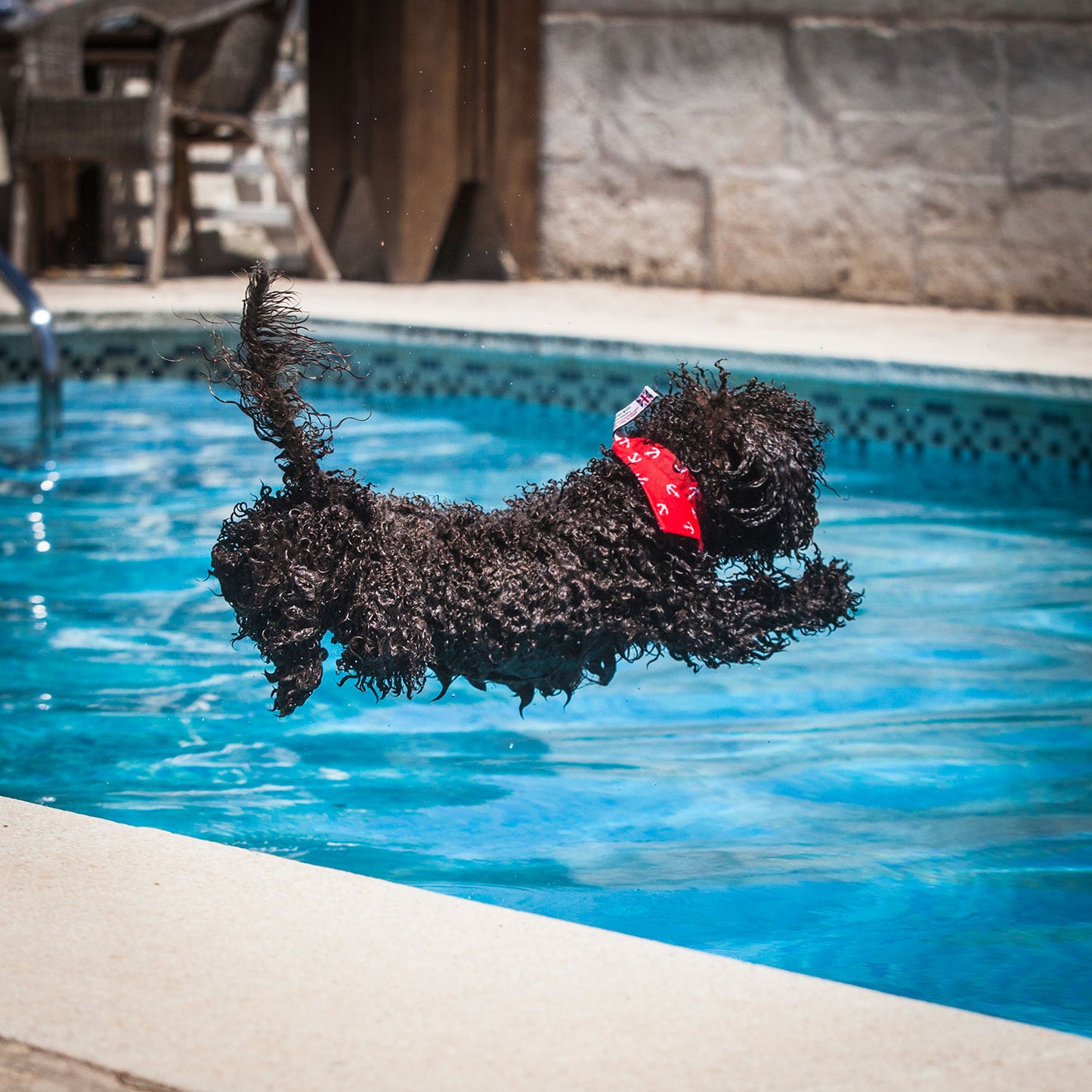 Slip on Dog Bandana in Anchor - Red