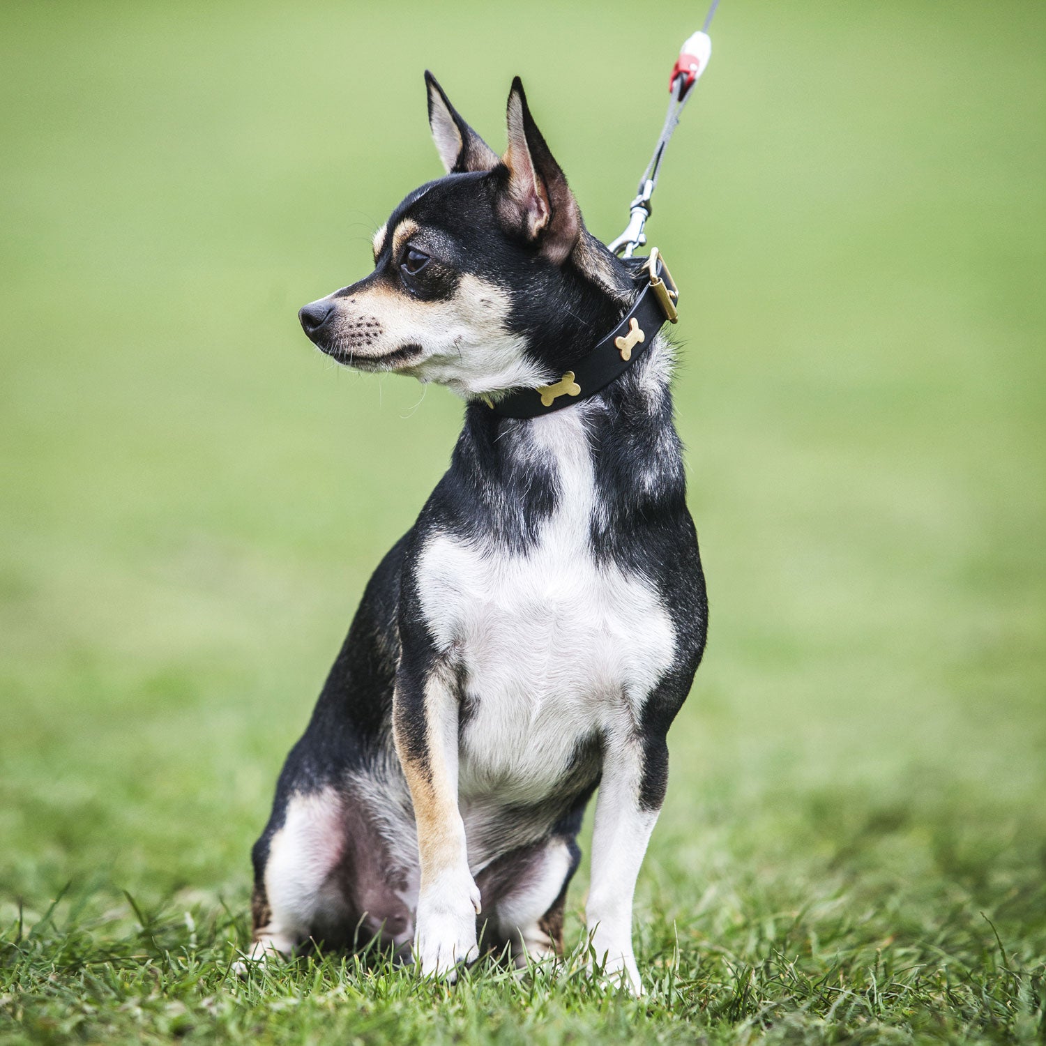 Brass Bones Black Leather Dog Collar, Creature Clothes