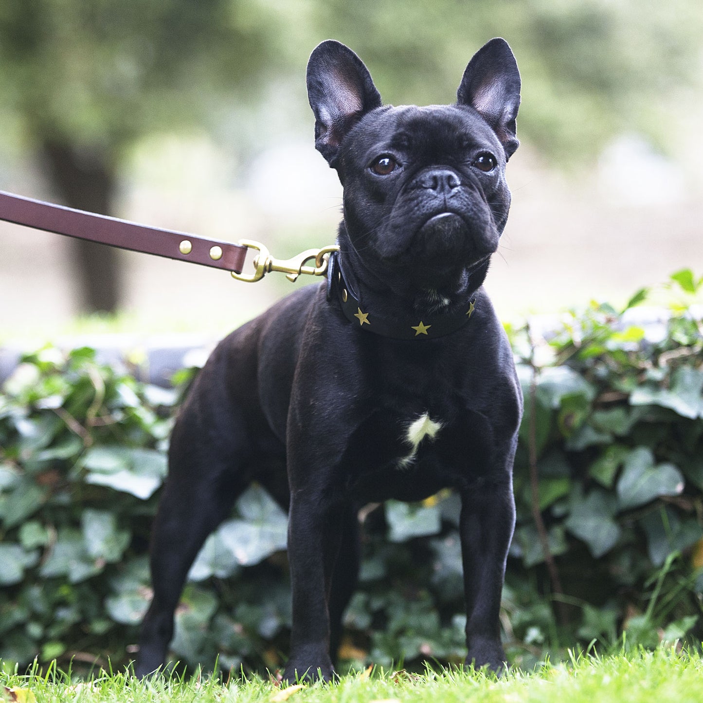 Brass Star Black Leather Dog Collar, Creature Clothes