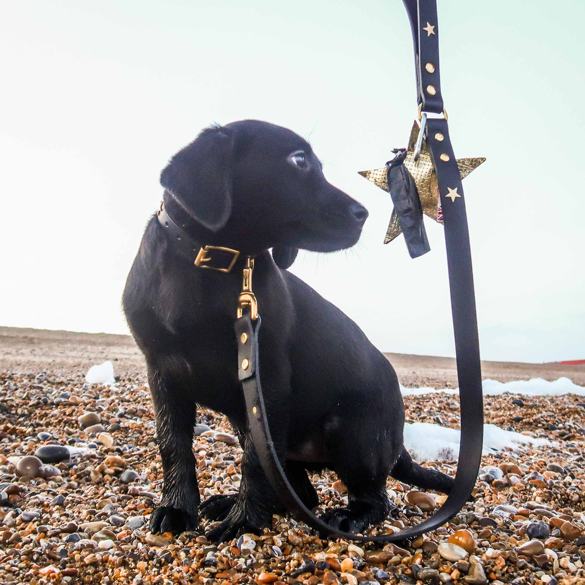 Brass Star Black Leather Dog Collar, Creature Clothes