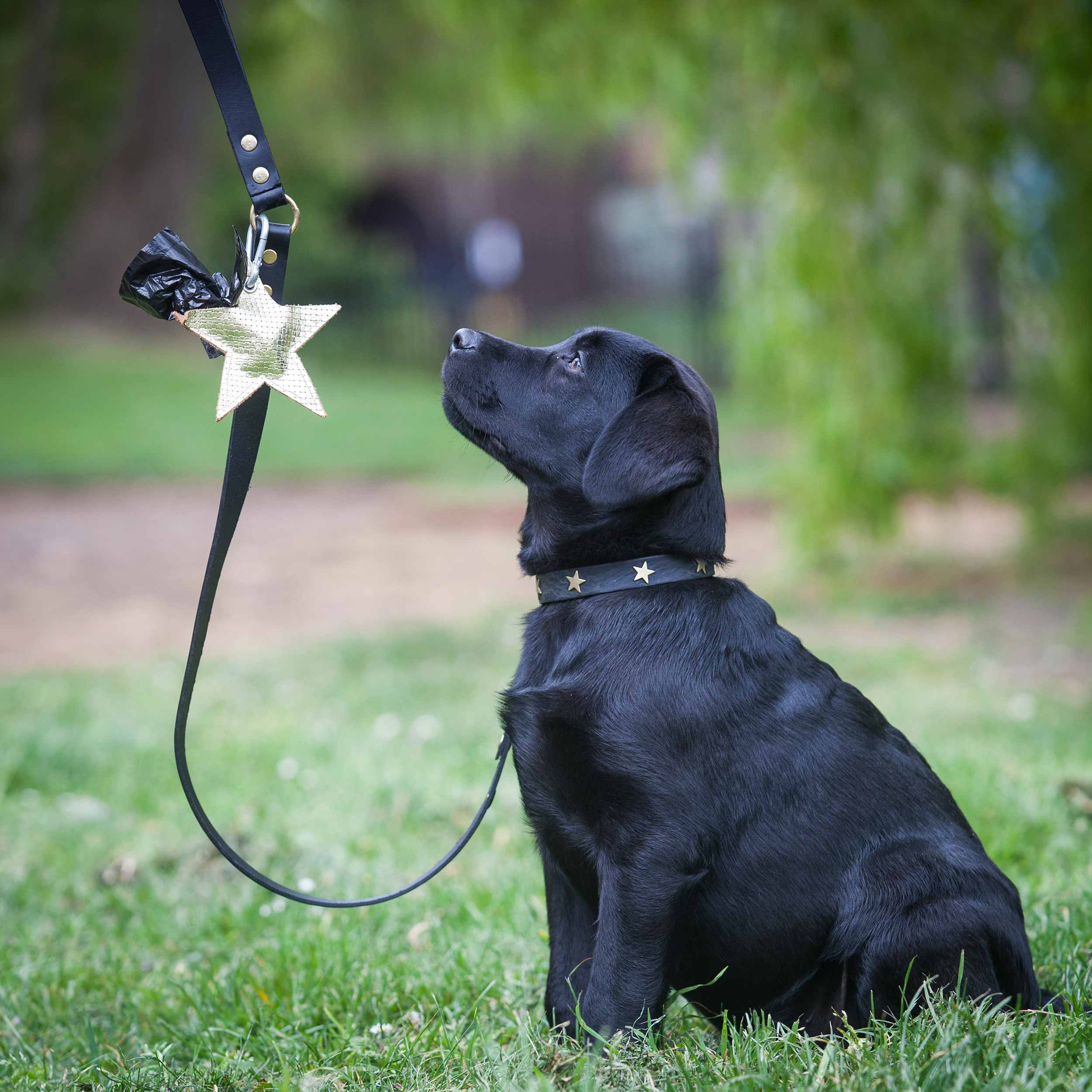 Brass Star Black Leather Dog Lead