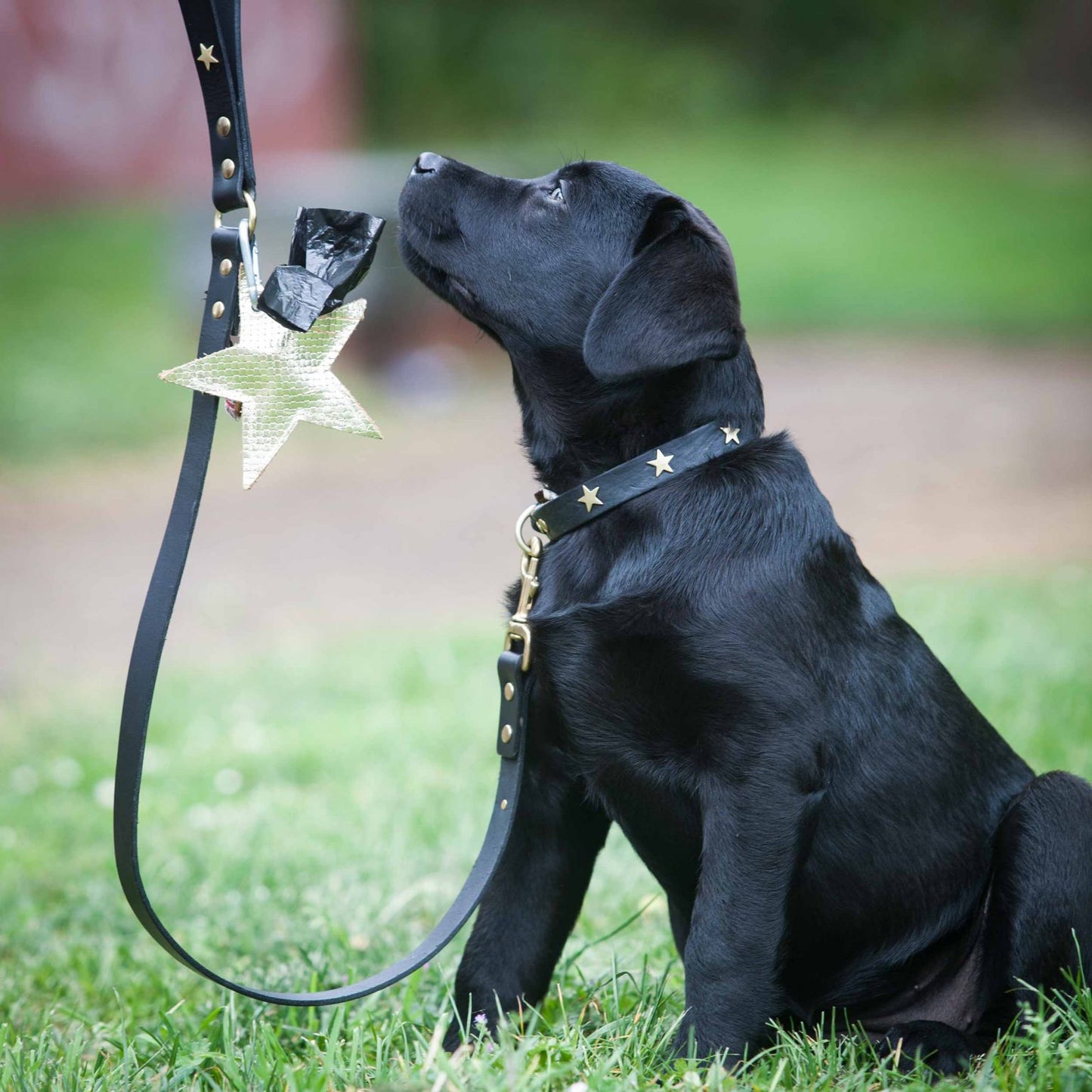 Brass Star Black Leather Dog Collar, Creature Clothes