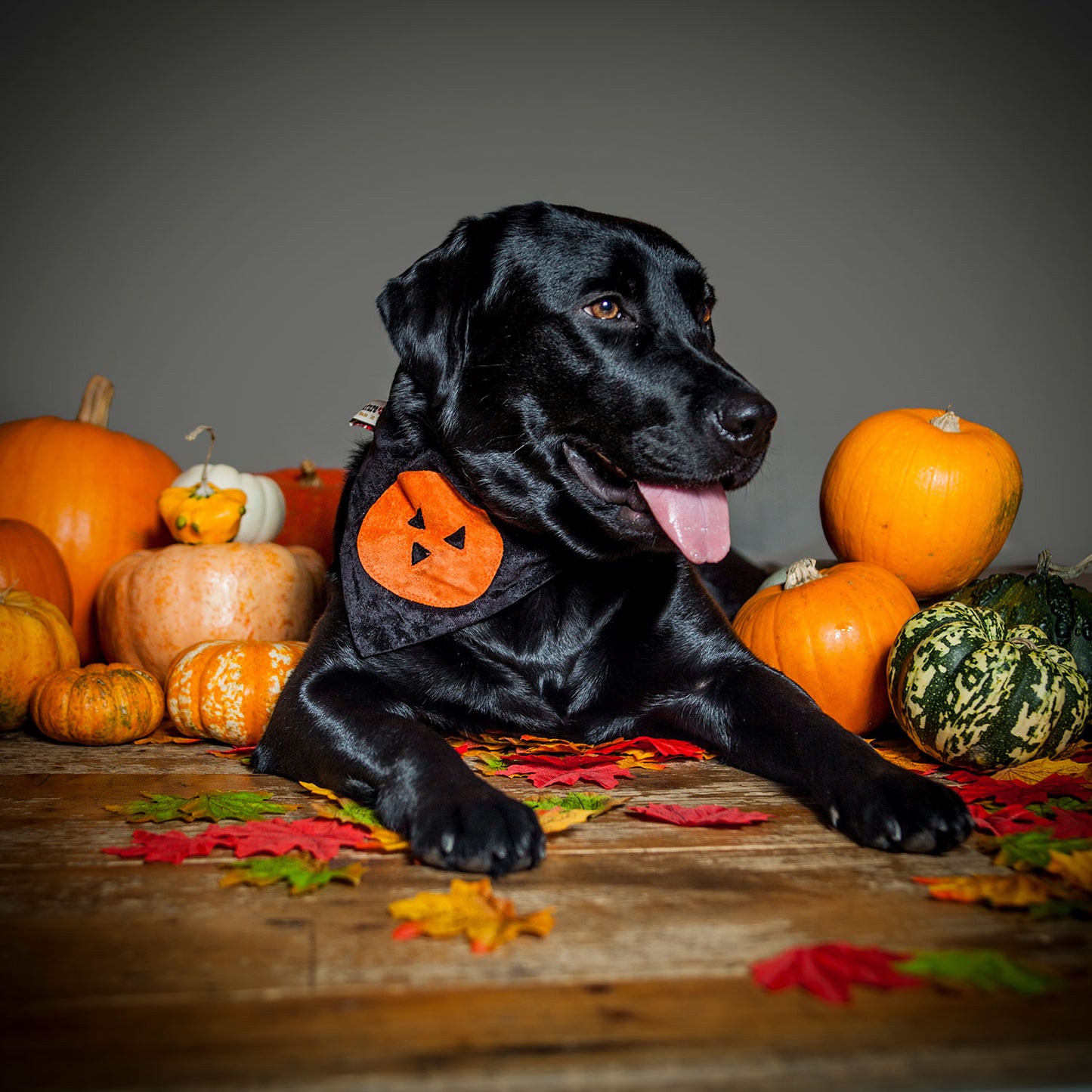 Slip on Dog Bandana - Halloween Pumpkin