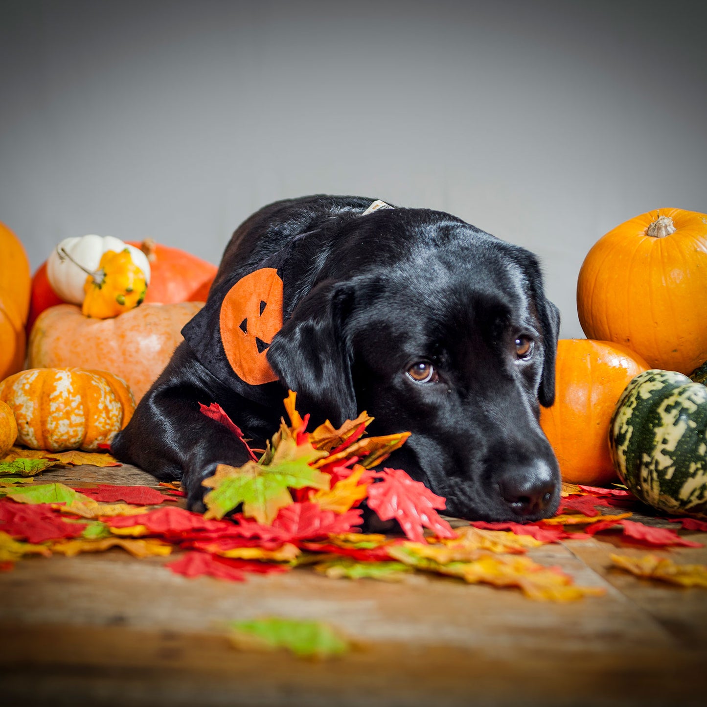 Slip on Dog Bandana - Halloween Pumpkin