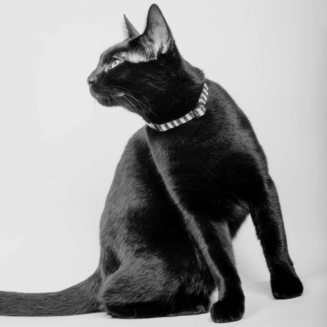 Cat Collar in Black & White Stripe, Creature Clothes