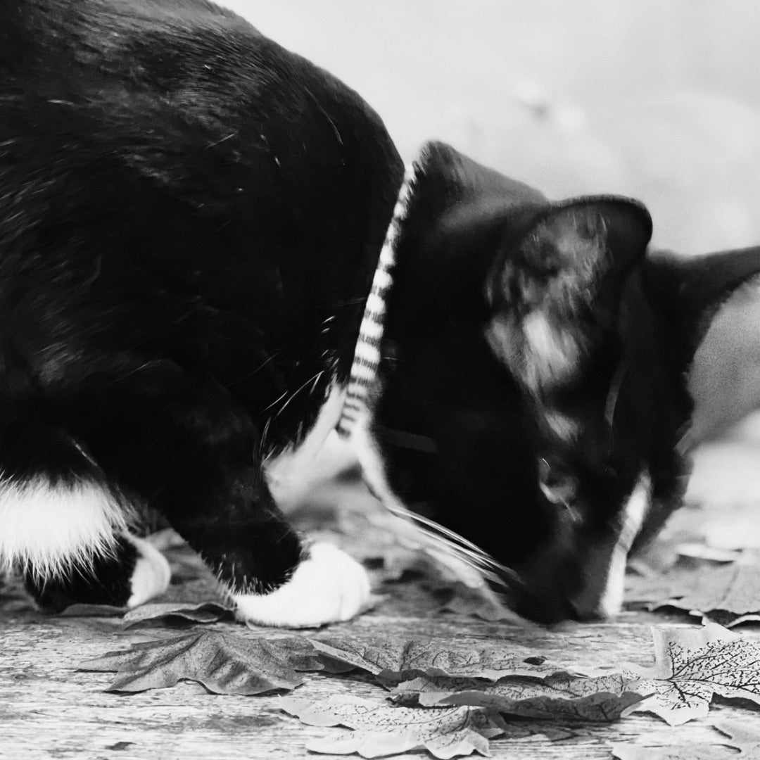 Cat Collar in Black and White Stripe, Creature Clothes