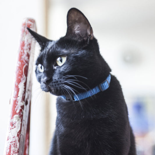 Cat Collar in Blue Cord, Creature Clothes