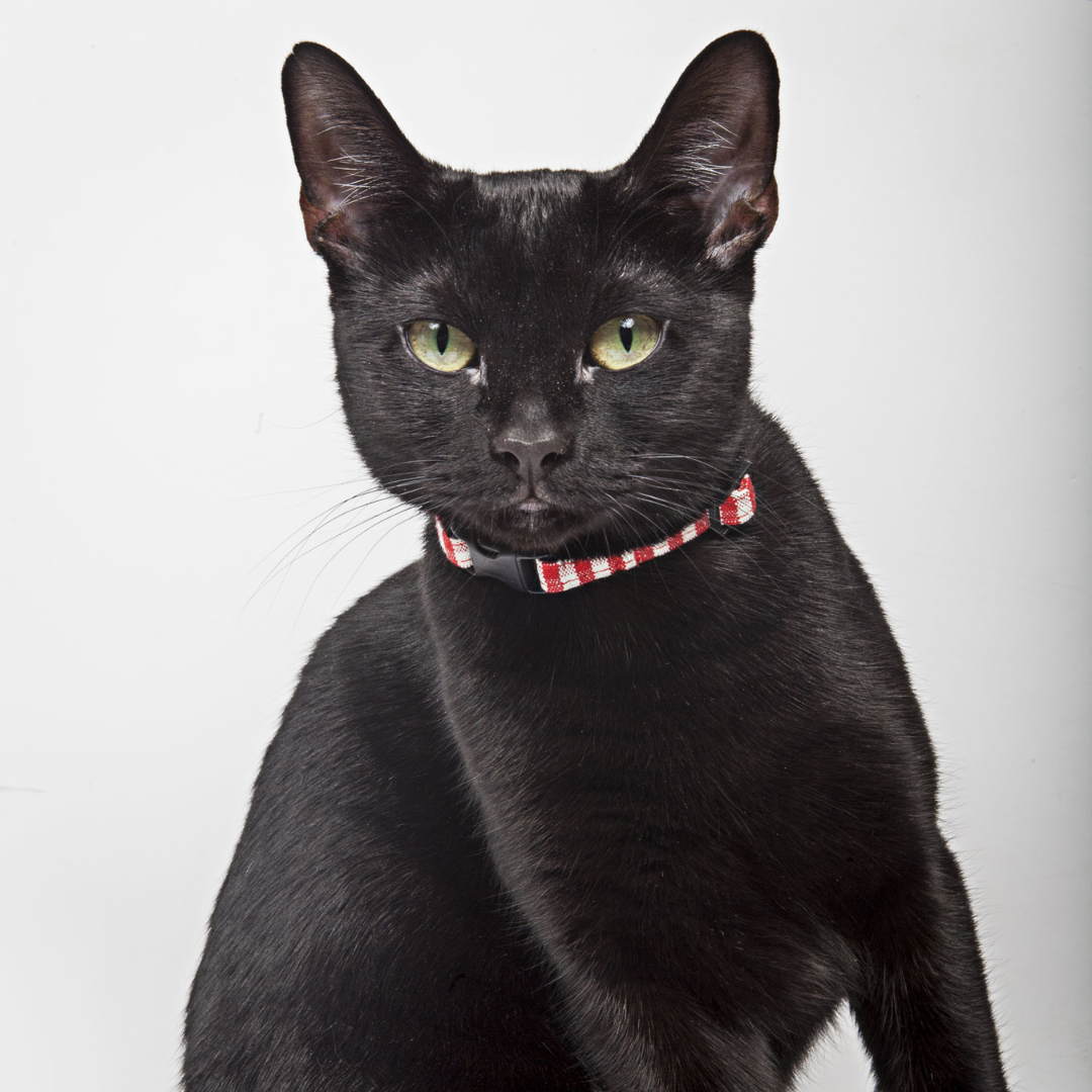 Cat Collar in Red and White Gingham, Creature Clothes