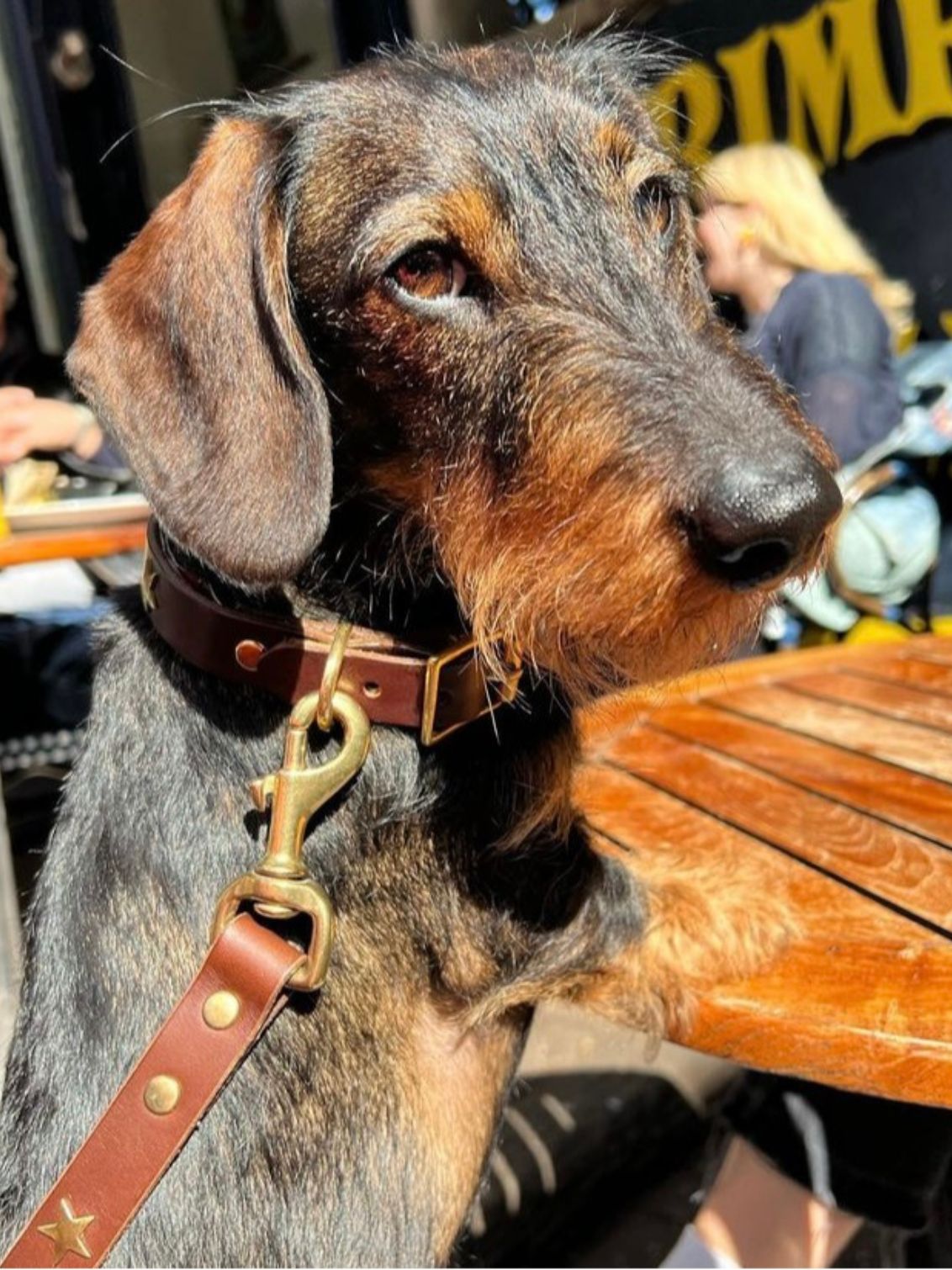 Brass Star Chocolate Brown Leather Dog Lead