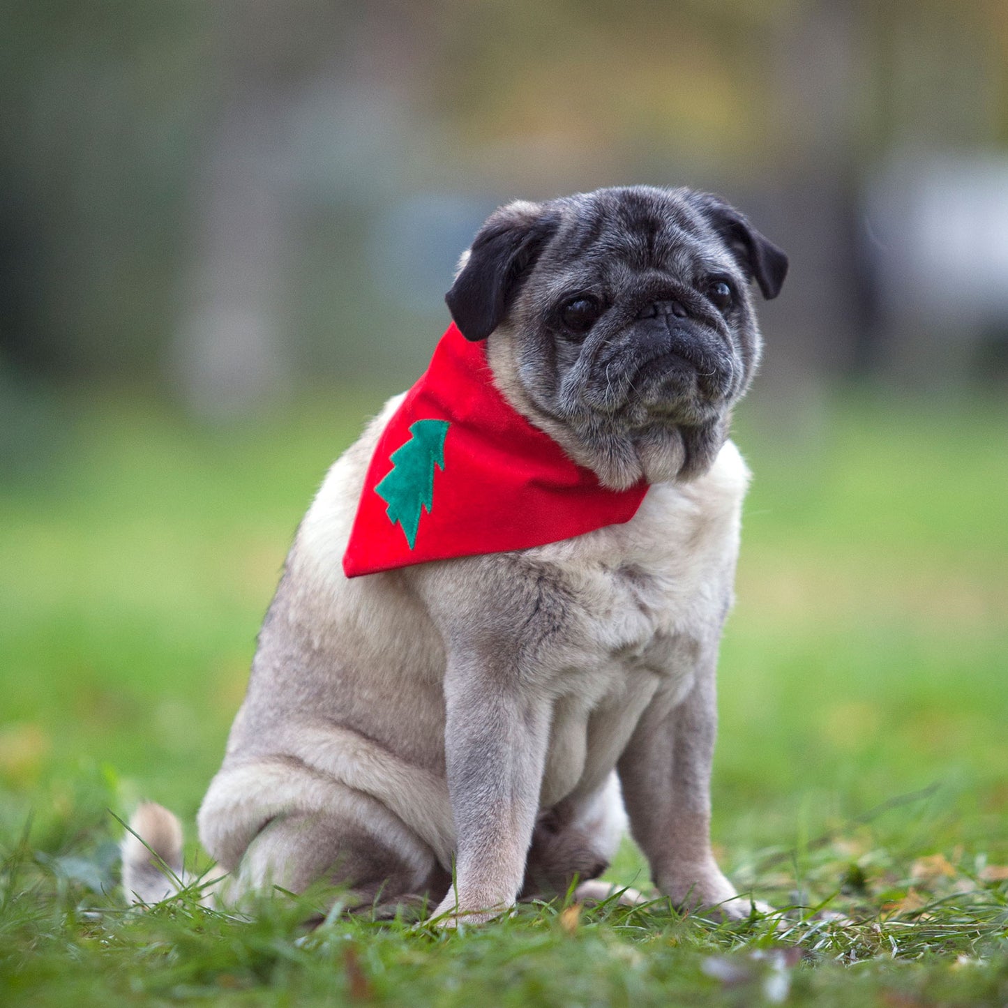 Slip on Dog Bandana - Classic Christmas Tree