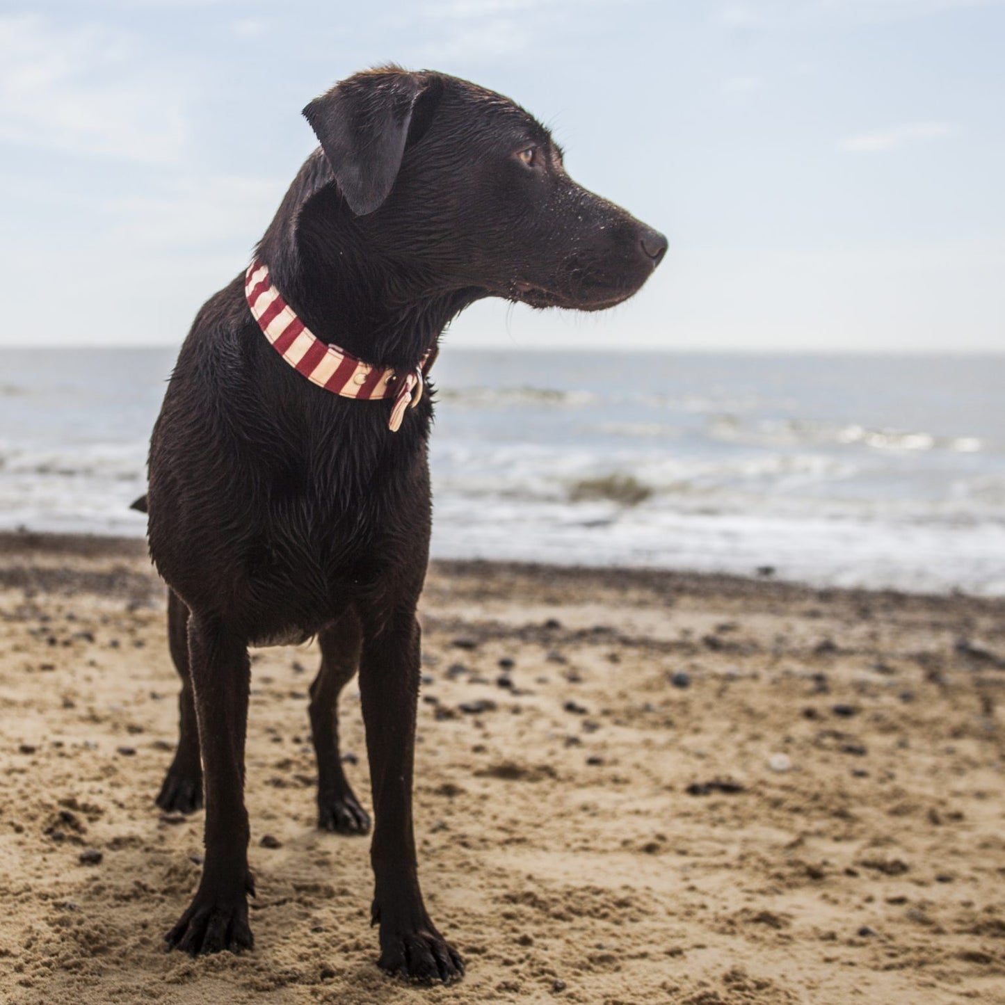 Vegan fabric dog collar in red and white stripe