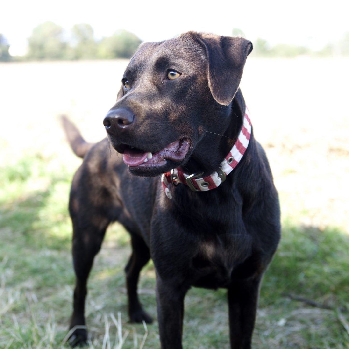 Vegan fabric dog collar in red and white stripe