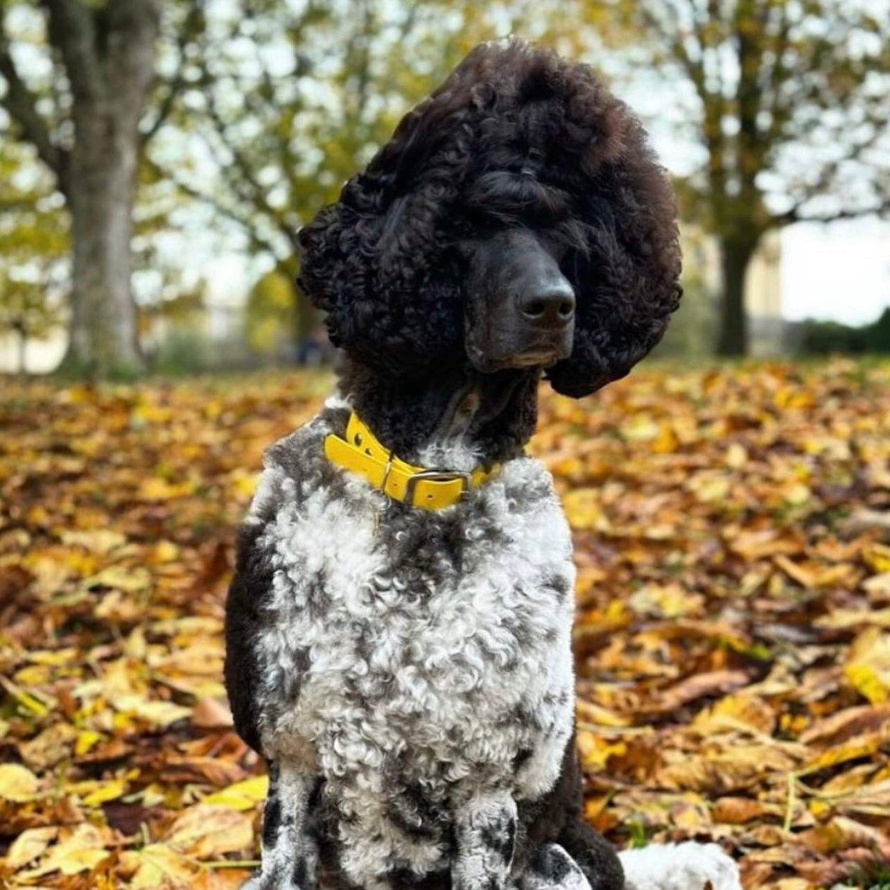 Waterproof vegan leather dog collar in bright yellow Biothane