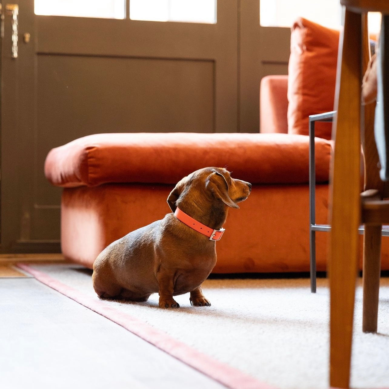 Waterproof vegan leather dog collar in bright orange Biothane