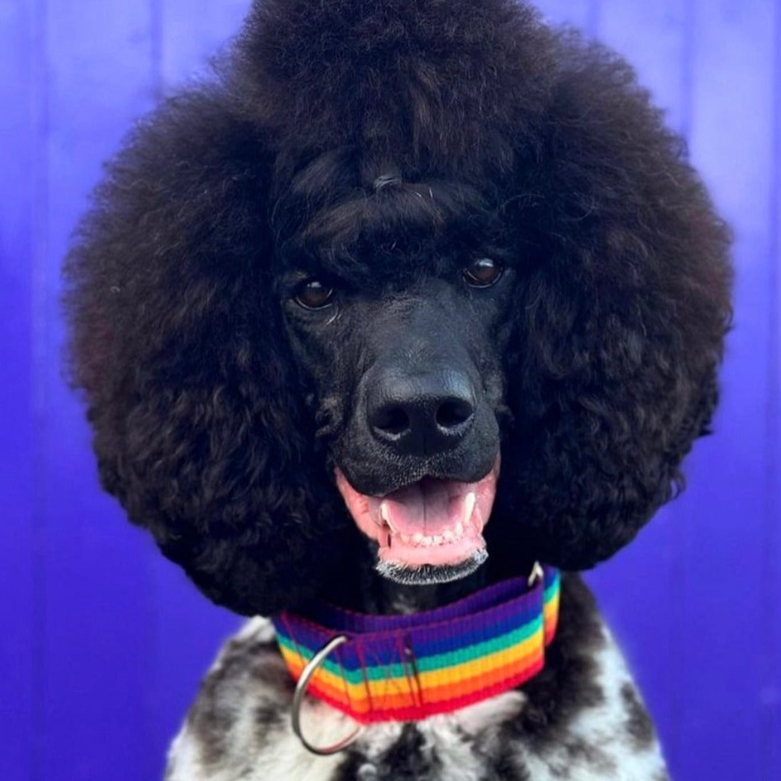 Sebastistian the party poodle in rainbow biothane dog collar