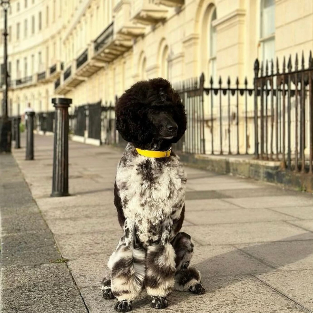 Waterproof vegan leather dog collar in bright yellow Biothane