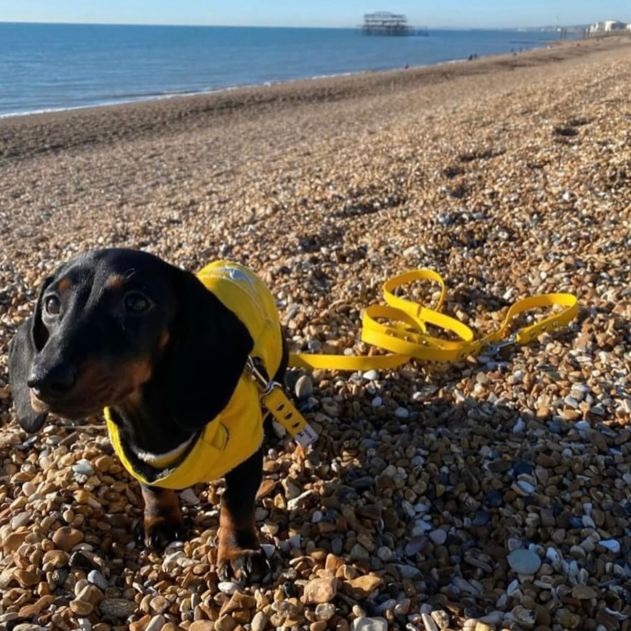 Waterproof vegan leather dog collar in bright yellow Biothane