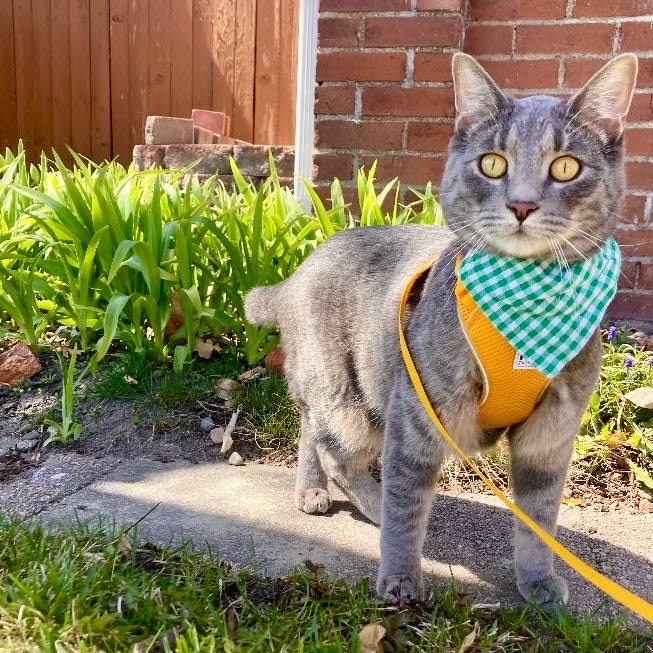 Cat Bandana in Green Gingham Print, Creature Clothes