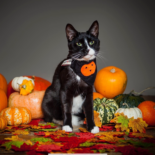 Cat Bandana in Halloween Pumpkin