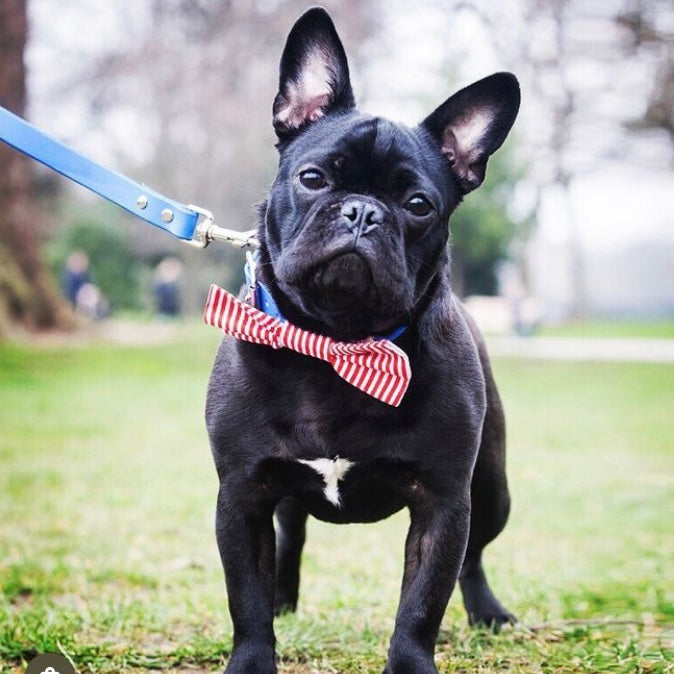 Dog Bow Tie in Candy Stripe