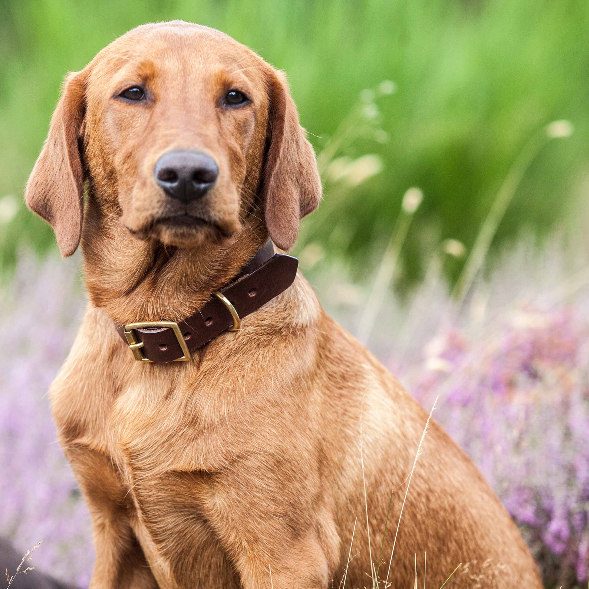 Plain Chocolate Brown Leather Dog Collar, Creature Clothes