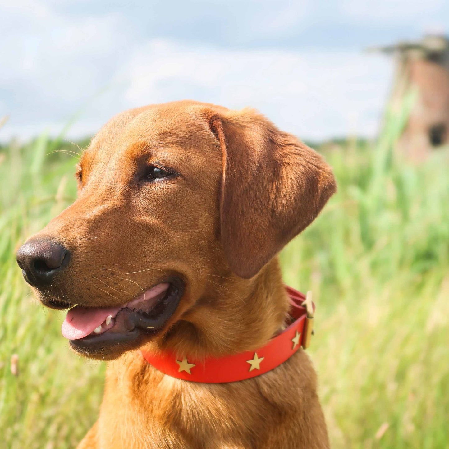 Brass Star Red Leather Dog Collar on a Labrador, Creature Clothes