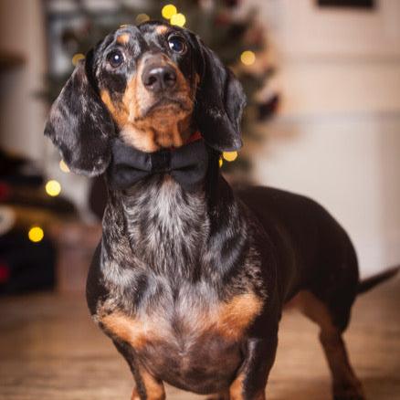 Dog Bow Tie in Black Velvet