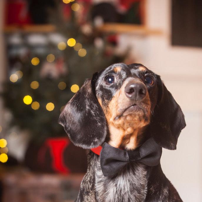 Dog Bow Tie in Black Velvet