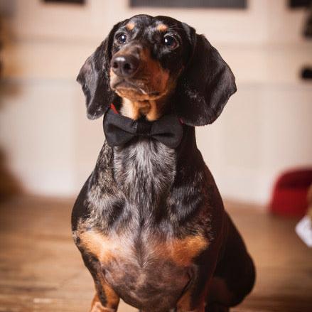 Dog Bow Tie in Black Velvet