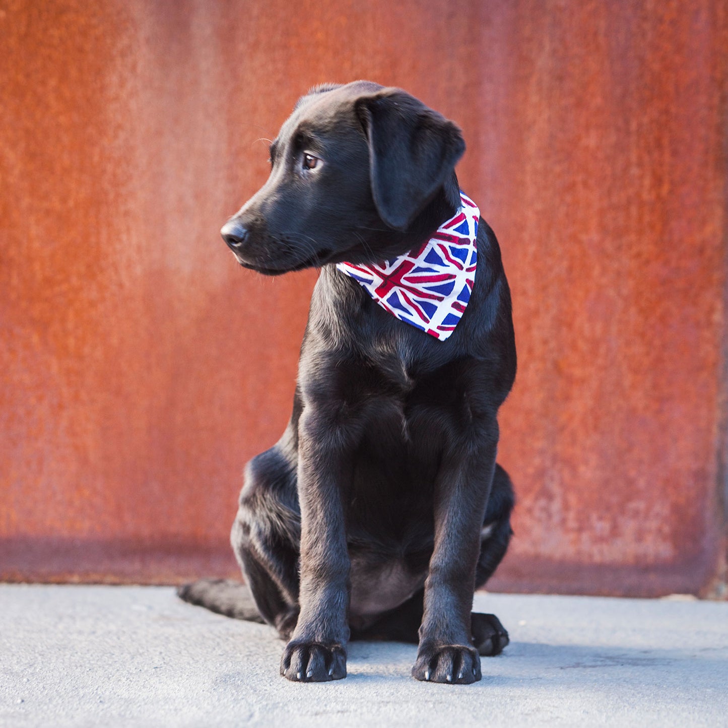 Slip on Dog Bandana in Union Flag