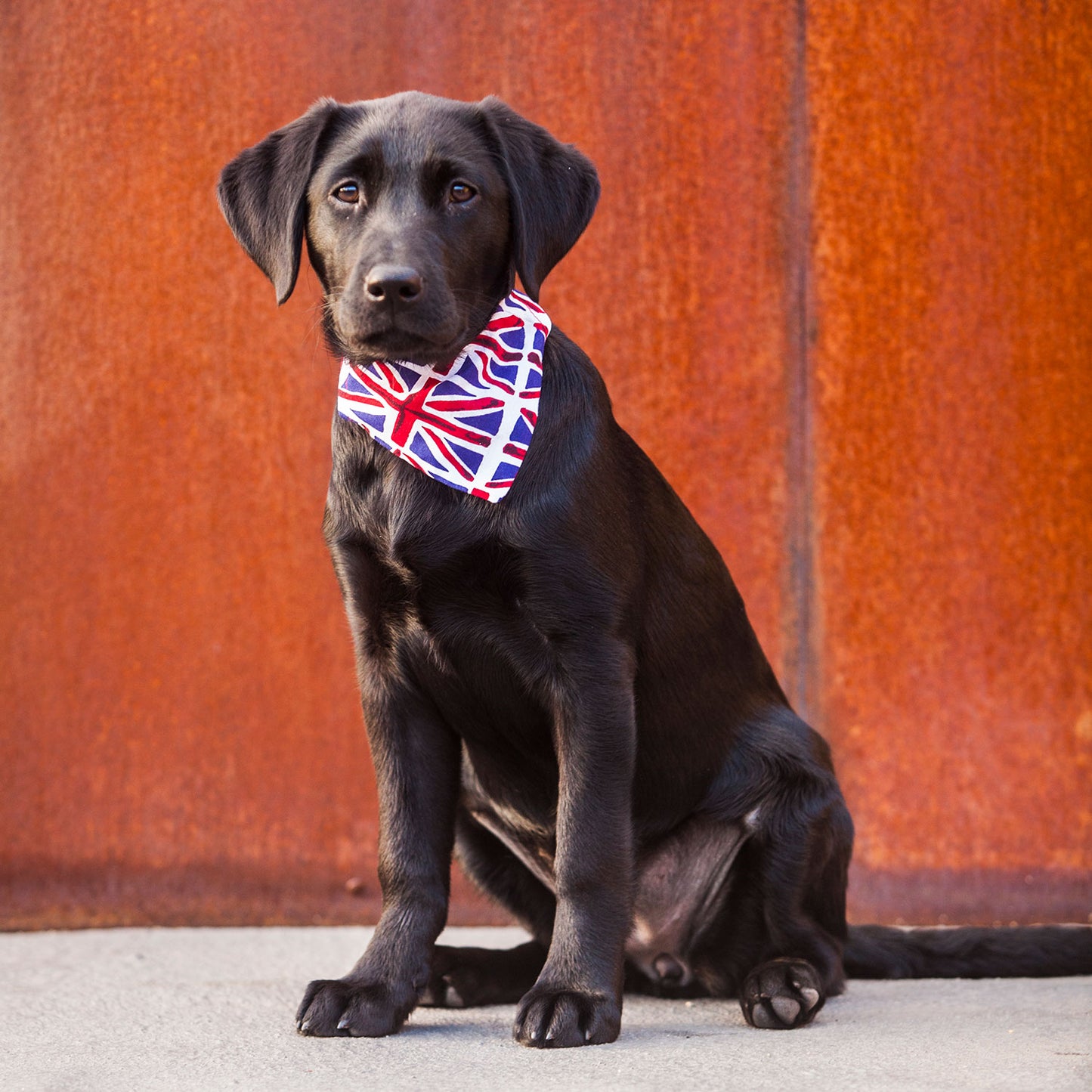 Slip on Dog Bandana in Union Flag