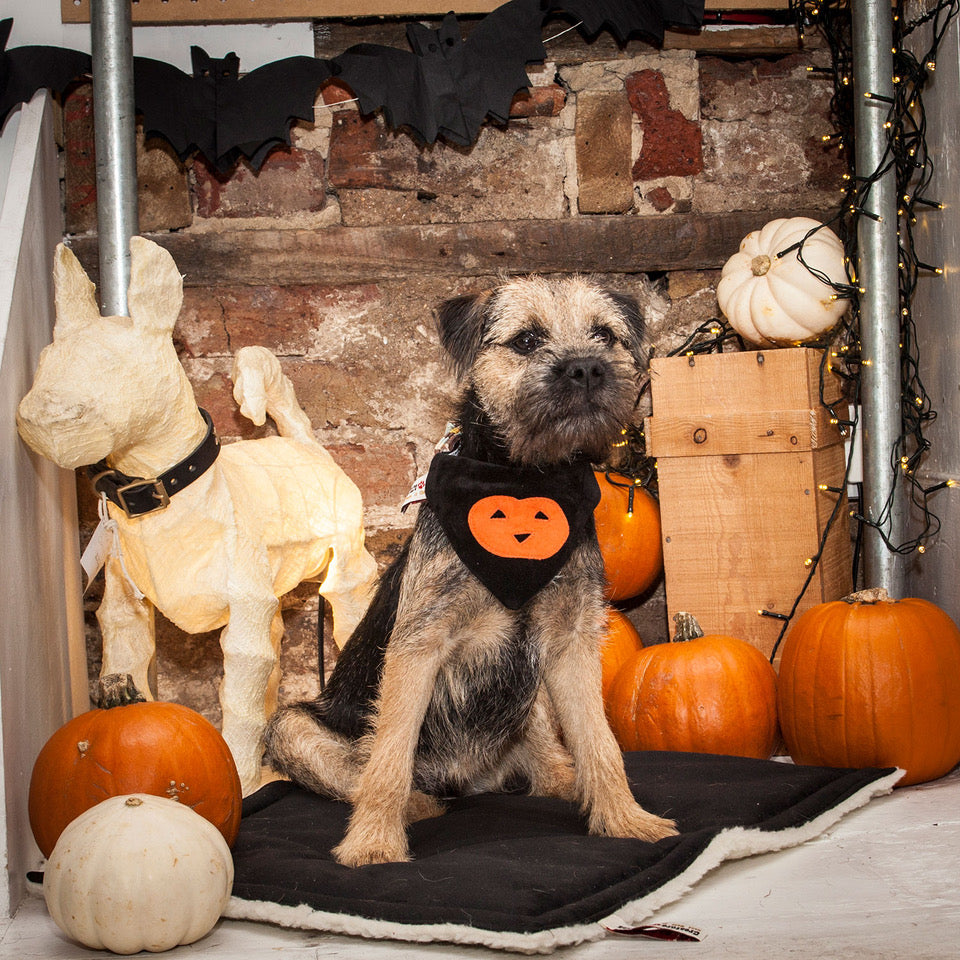 Slip on Dog Bandana - Halloween Pumpkin