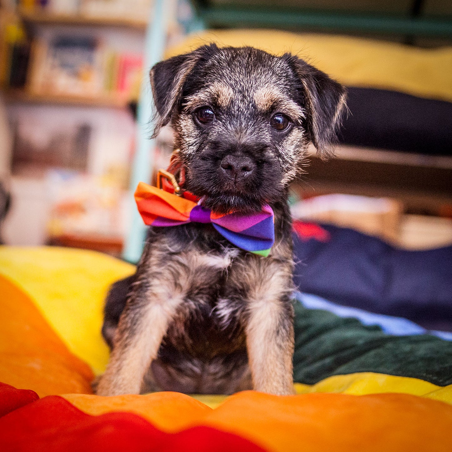 Dog Bow Tie in Rainbow Stripe Design, bow ties for dogs, dog bow ties, rainbow bow tie, Creature Clothes, Pride dog bow tie