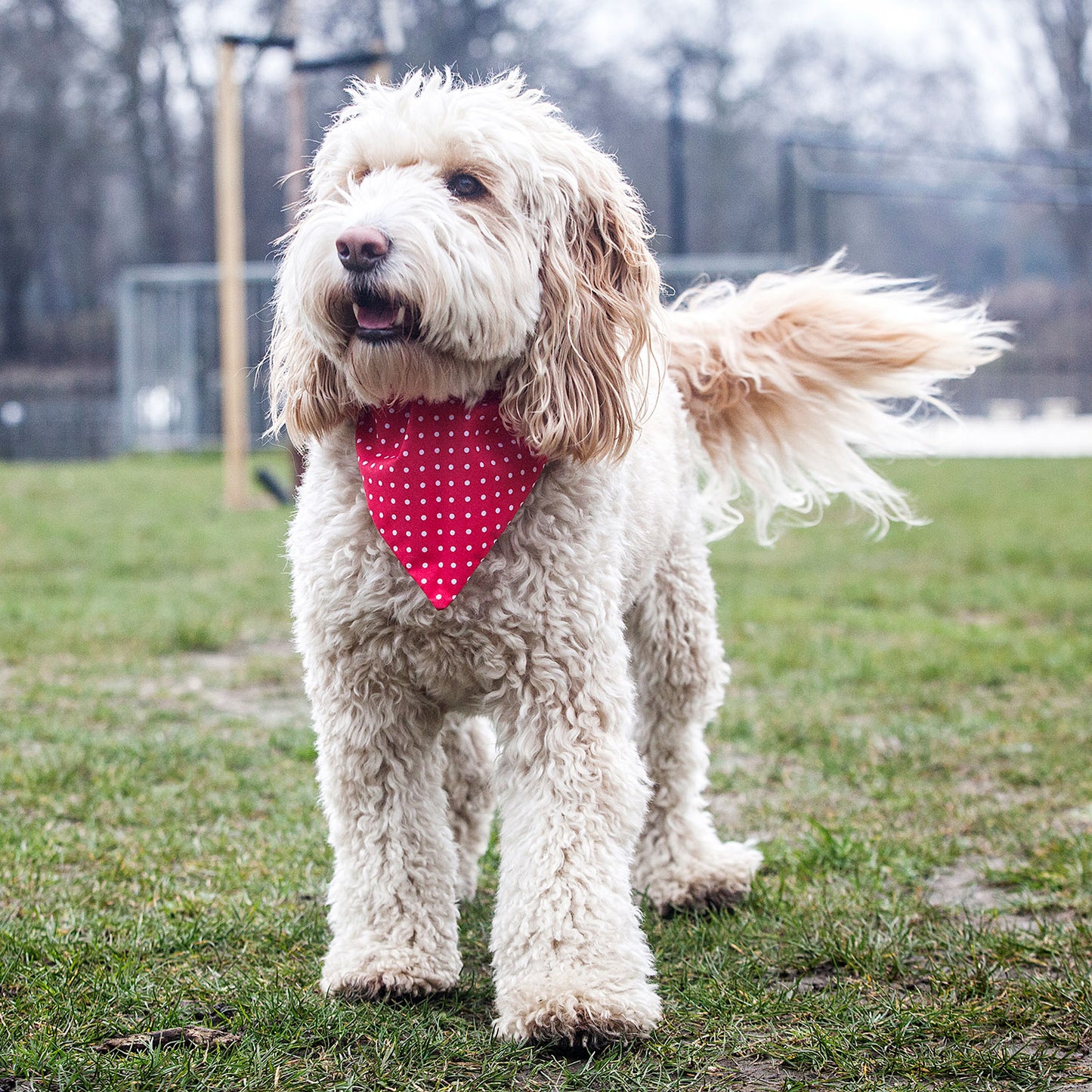 Slip on Dog Bandana in Red Polka Dot