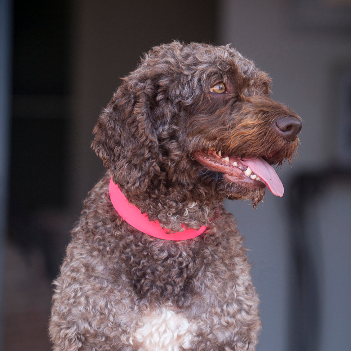 Waterproof vegan leather dog collar in bright pink Biothane