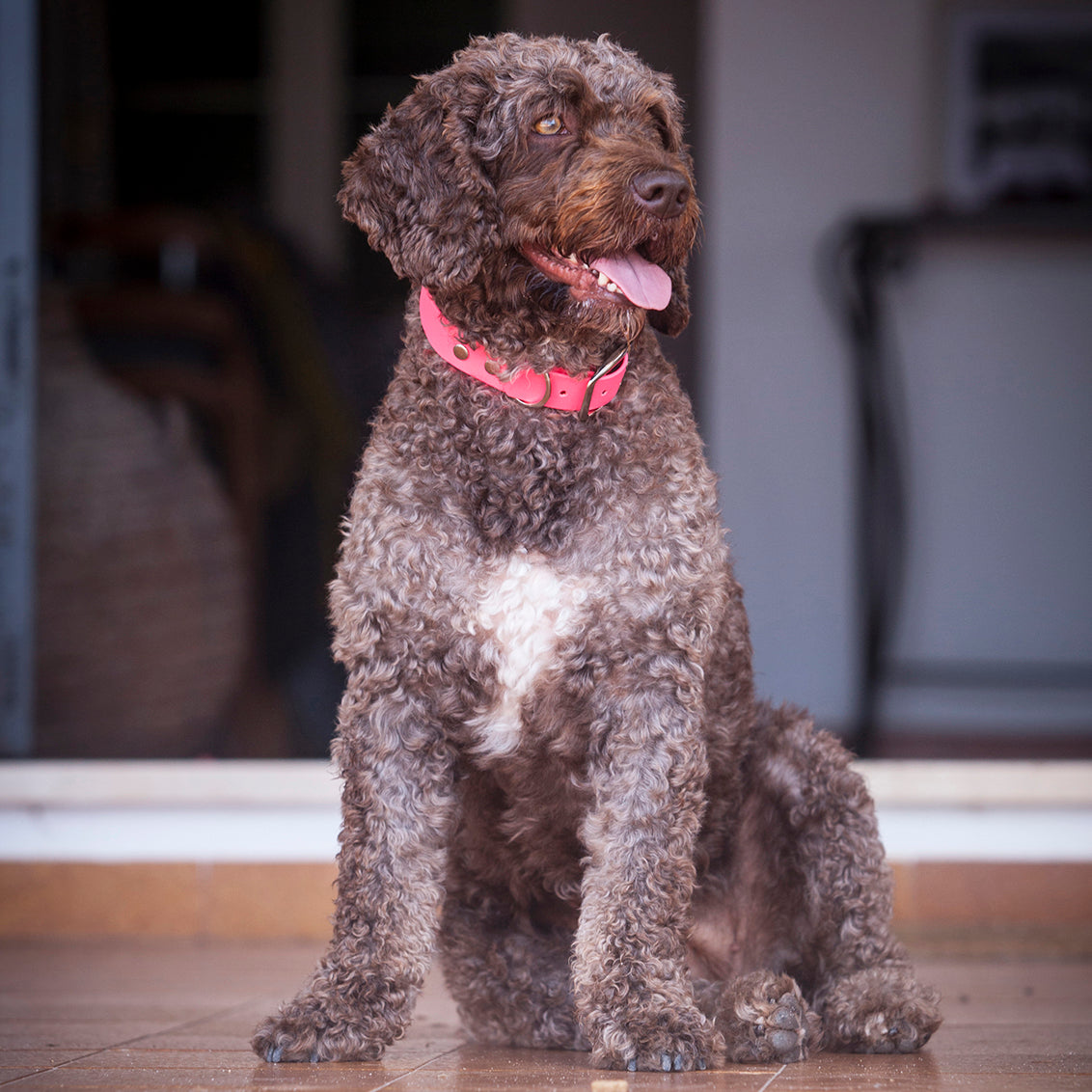 Waterproof vegan leather dog collar in bright pink Biothane