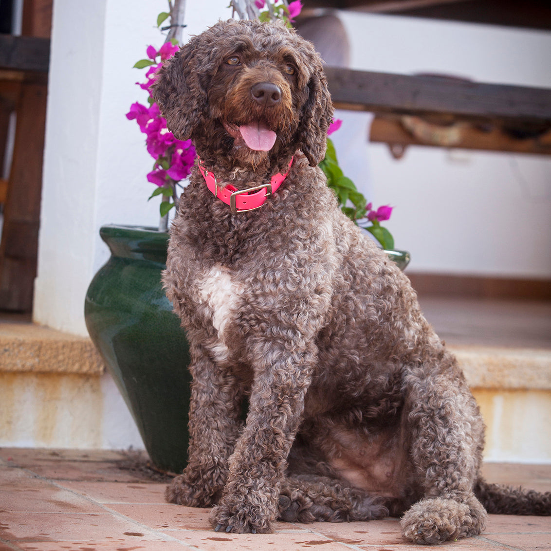 Waterproof vegan leather dog collar in bright pink Biothane