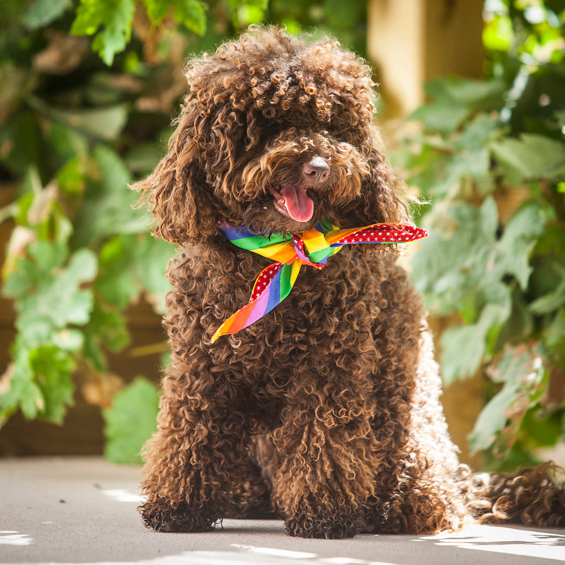 Tie on Dog Bandana Red Star Print Rainbow Stripe Creature Clothes