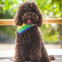 Slip on Dog Bandana in Pride Stripe Flag