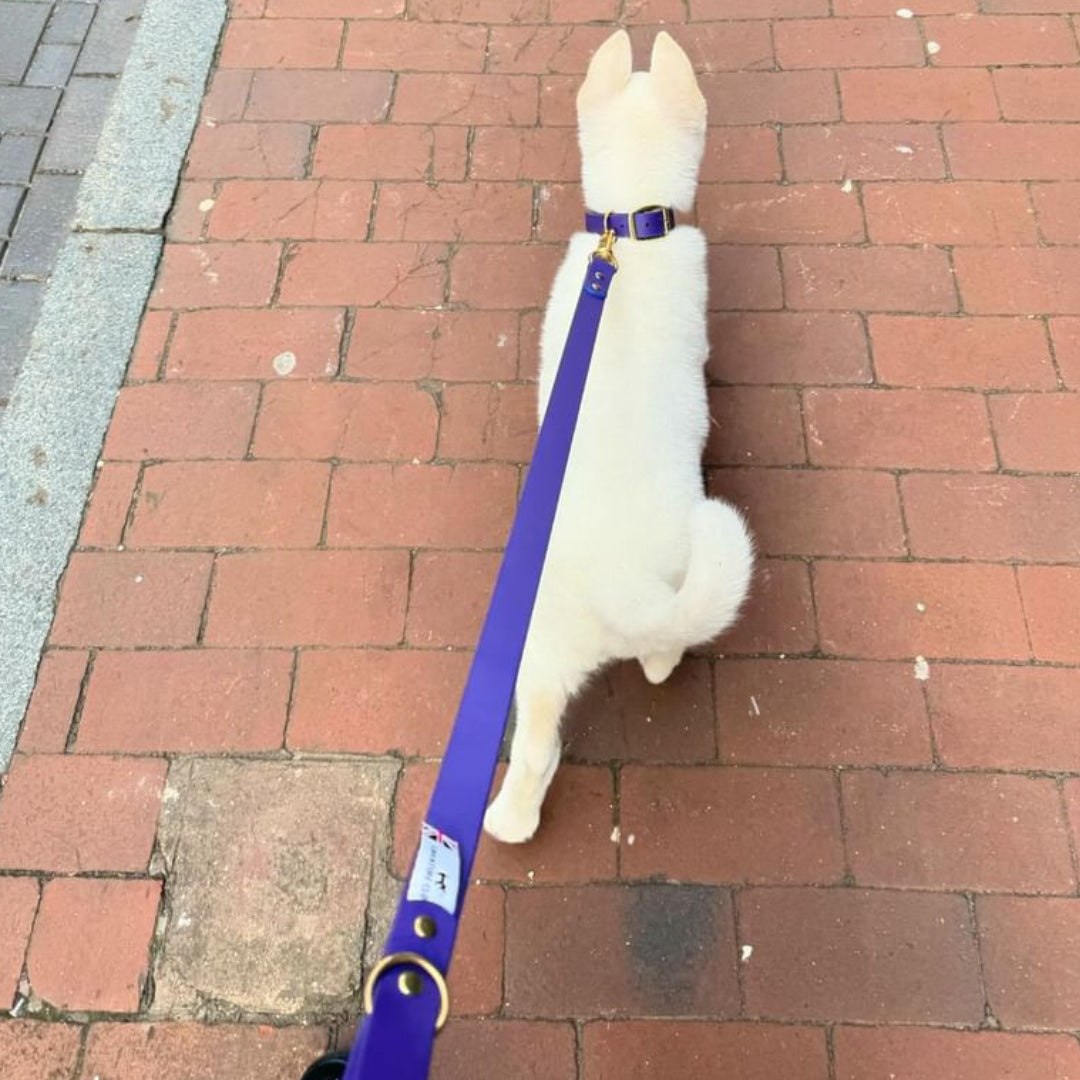 Waterproof vegan leather dog collar in purple Biothane